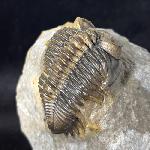 Coltraneia oufatensis MORZADEC 2001 - Bild © FossNet FossilienStore